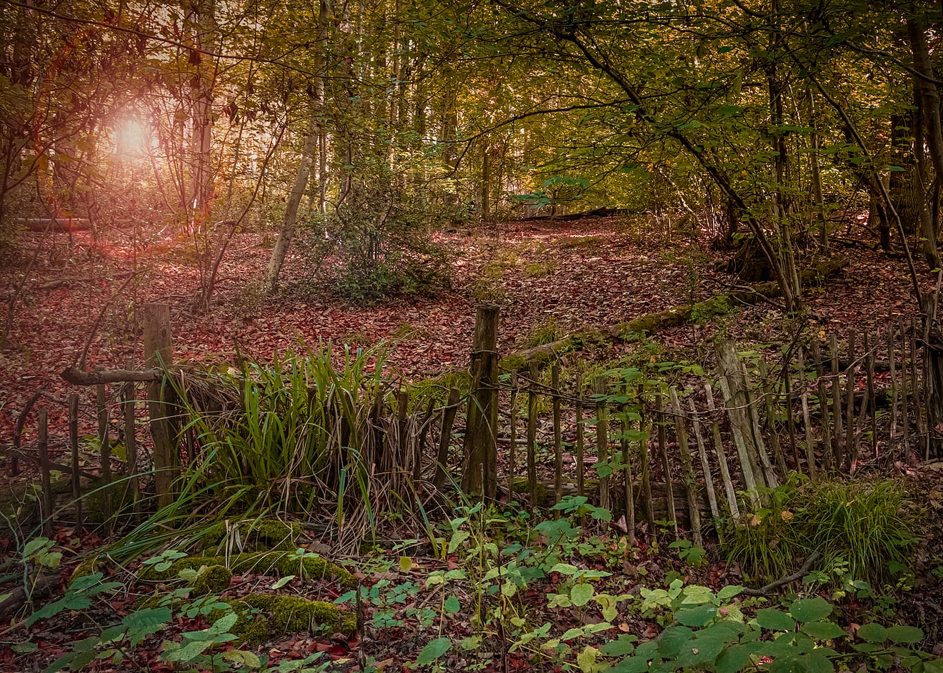 Captivating Autumn Landscapes in North Hampshire, England