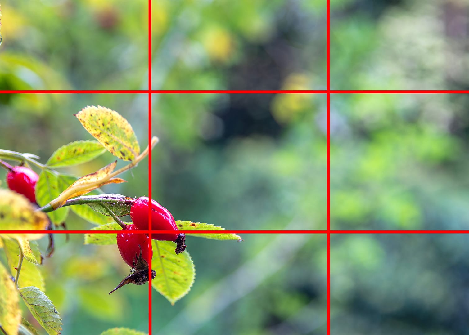 Using the Rule of Thirds in Photography