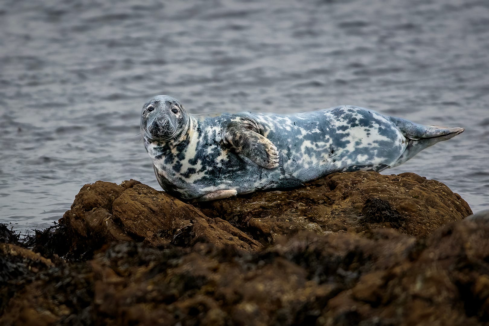 Seal Telephoto Photography on a Full-Frame DSLR