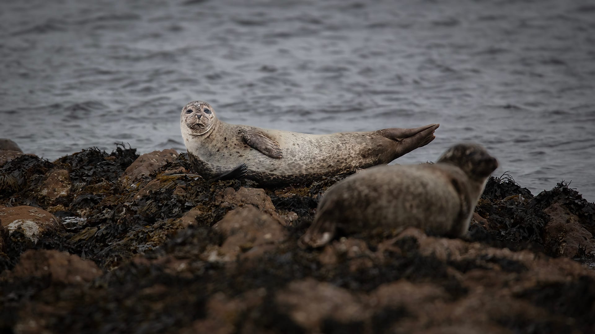 photographing seals