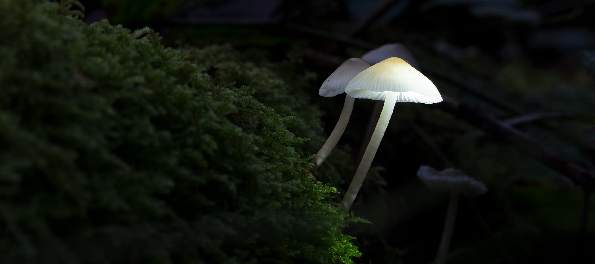 Mushroom Macro Photography - Light and Shadows