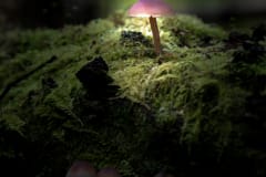 Fungi-Lights