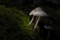 Fungi-Nights