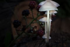 Fungi-and-Fruit