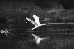 Swan3