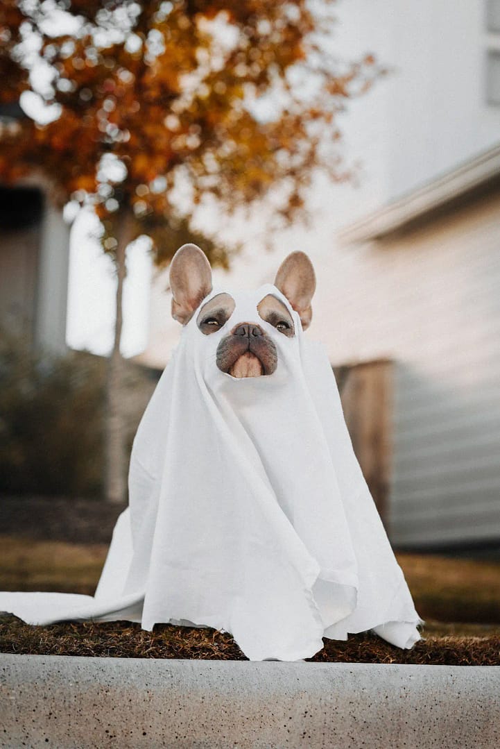 Halloween photography tips