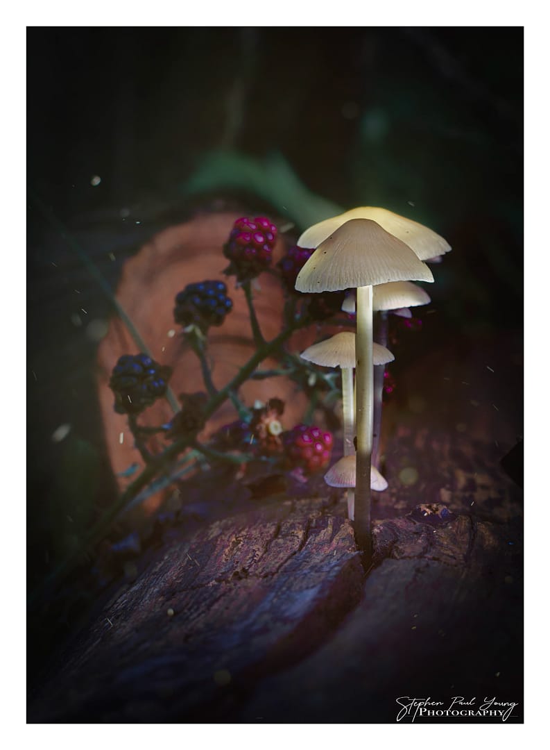 Mushroom Macro Photography - 4 Powerful Steps for Capturing Enchantment in Berkshire's Wasing Country Park