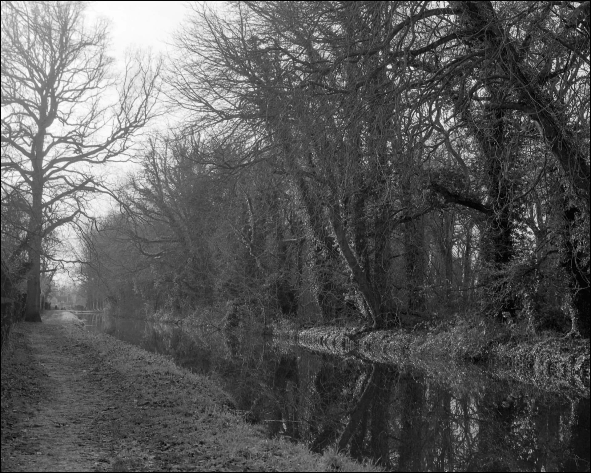 Bare trees along the Kennet and Avon Canal. photographed on Kentmere Film